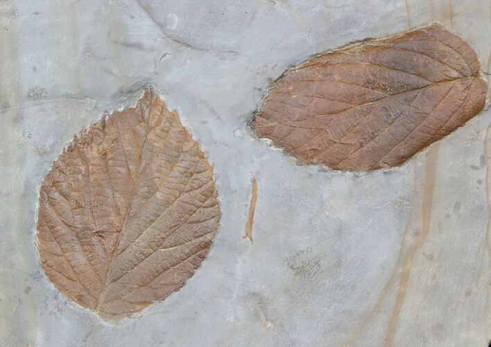 Two Fossil Leafs (Davidia, Beringiaphyllum) - Montana #37196